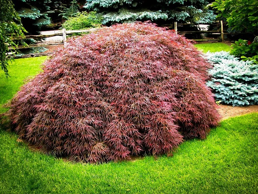 Acer palmatum 'Tamukeyama' (Japanese Maple) - 5 Gallon Potted Tree