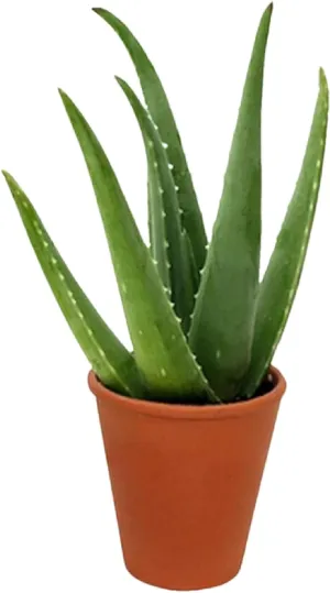 ALOE-VERA