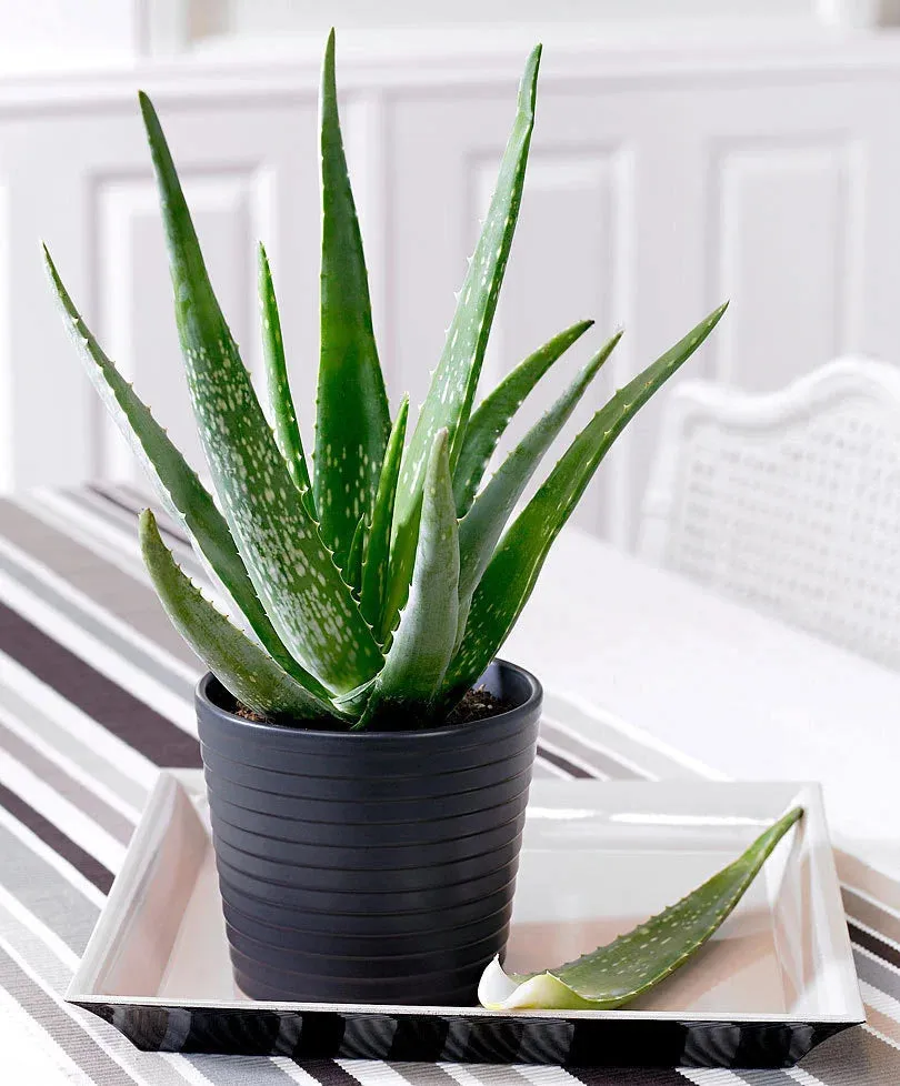 ALOE-VERA
