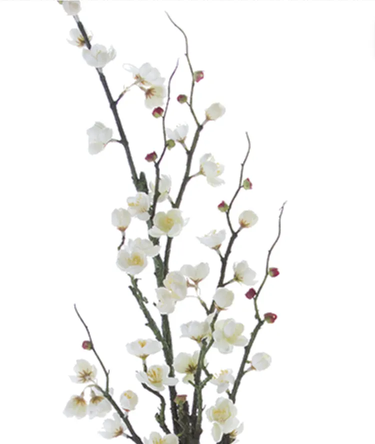 Cream Plum Blossom