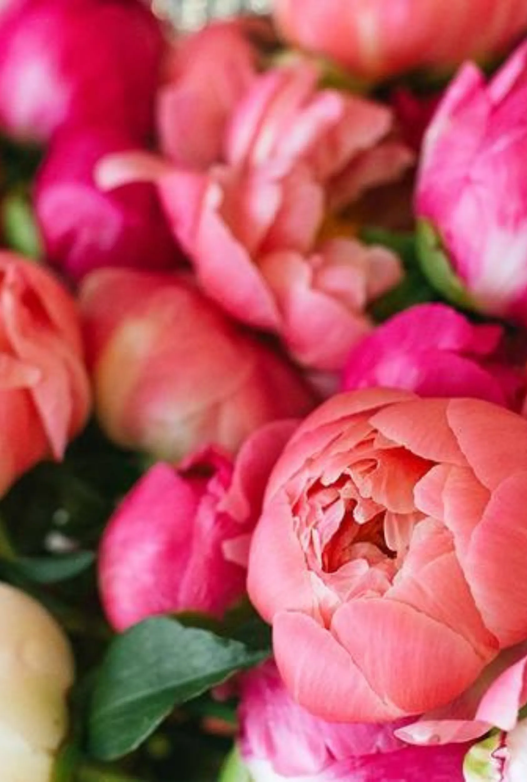 Magnolia   Peony: Cherry Blossom   Freesia   Amber