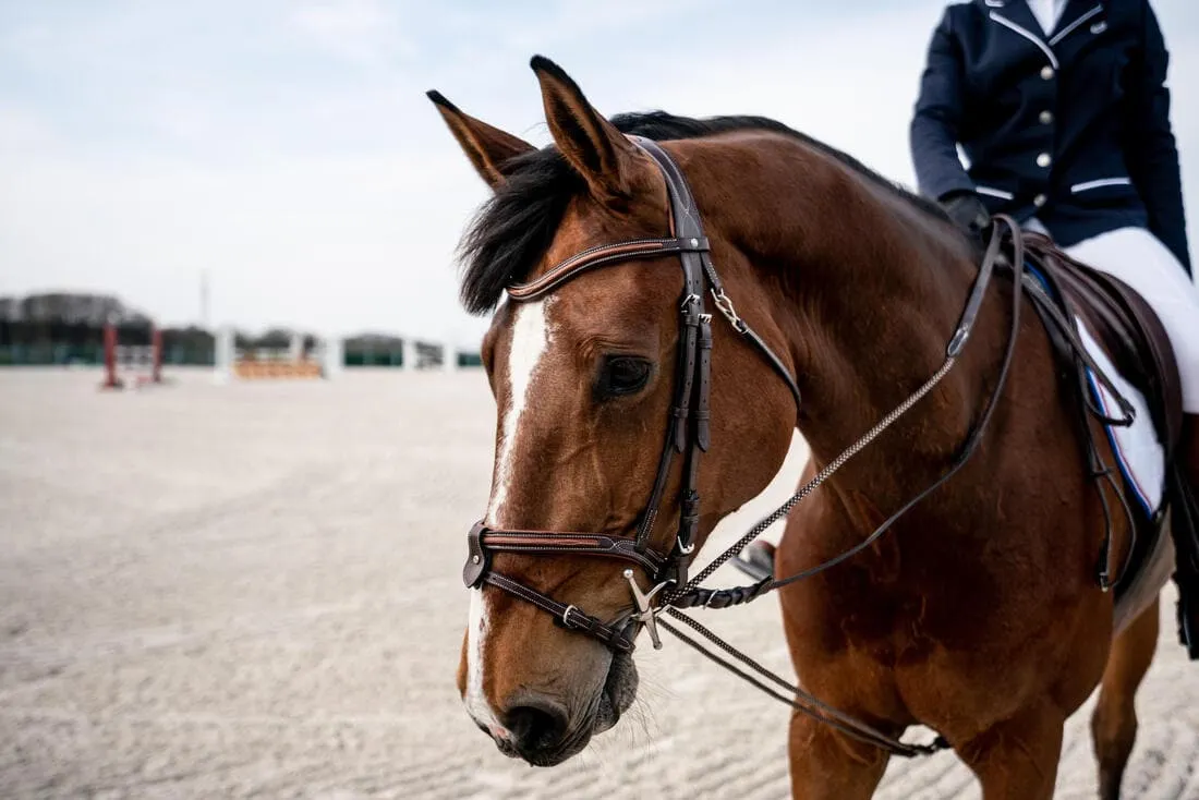 Rênes allemandes Cheval et Poney - Roméo marrons