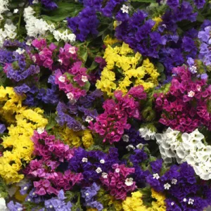 Statice 'Mixed Colors'